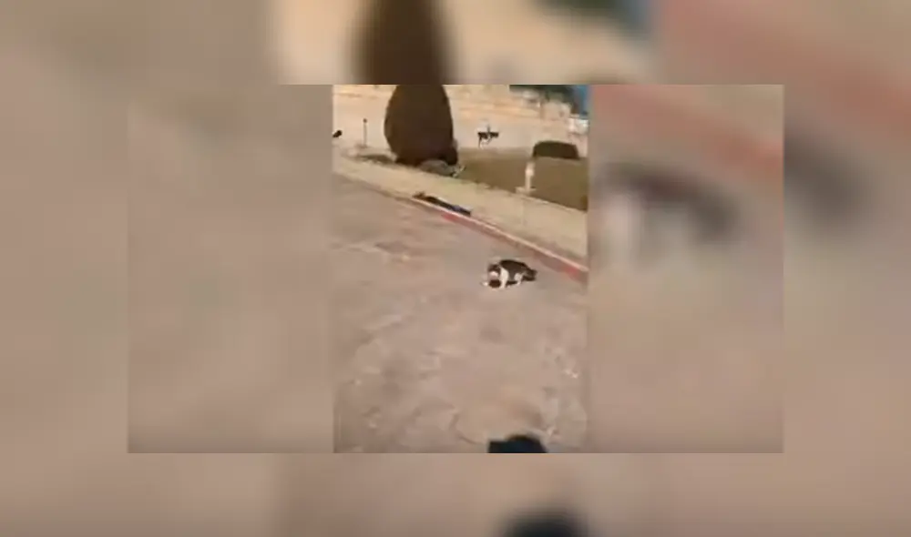 Desliza las imágenes para observar el susto que ocasionó un gato a una joven al esconderse en un tacho de basura. Desliza las imágenes para observar el susto que ocasionó un gato a una joven al esconderse en un tacho de basura.