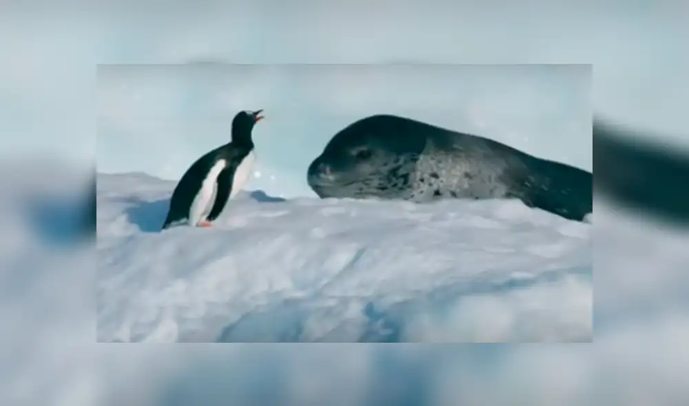 El león marino salió del agua y subió por el trozo de hielo para devorar al ave. Foto: BBC Earth El león marino salió del agua y subió por el trozo de hielo para devorar al ave. Foto: BBC Earth