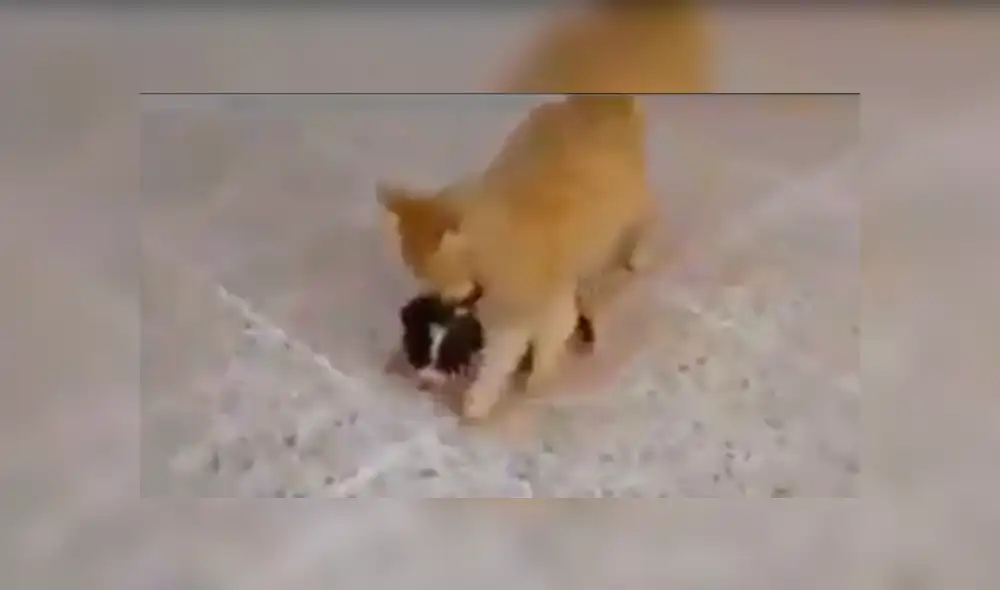 En Facebook, una chica descubrió que su mascota recogió un cachorro callejero para llevarlo a su casa. En Facebook, una chica descubrió que su mascota recogió un cachorro callejero para llevarlo a su casa.