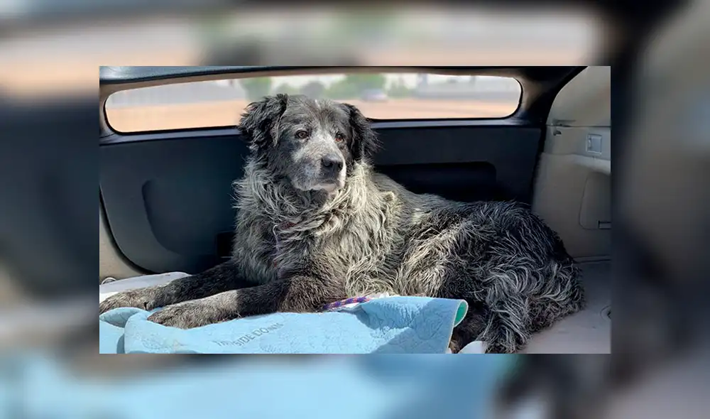 Desliza para ver el nuevo aspecto de este perro que conmovió a todos en Facebook. Foto: Captura. Desliza para ver el nuevo aspecto de este perro que conmovió a todos en Facebook. Foto: Captura.
