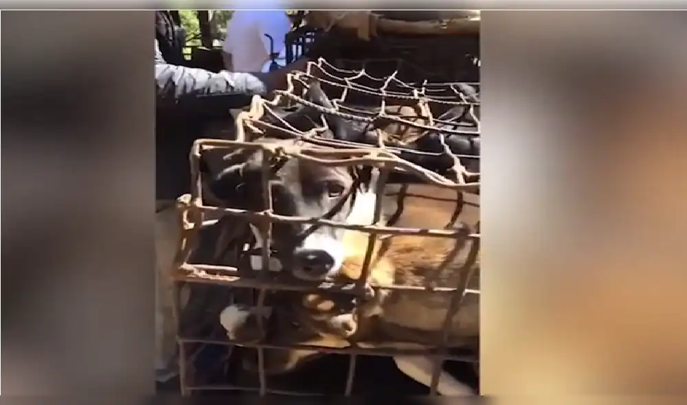 Graban condiciones de maltrato a perros en matadero de Camboya [VIDEO y FOTOS]