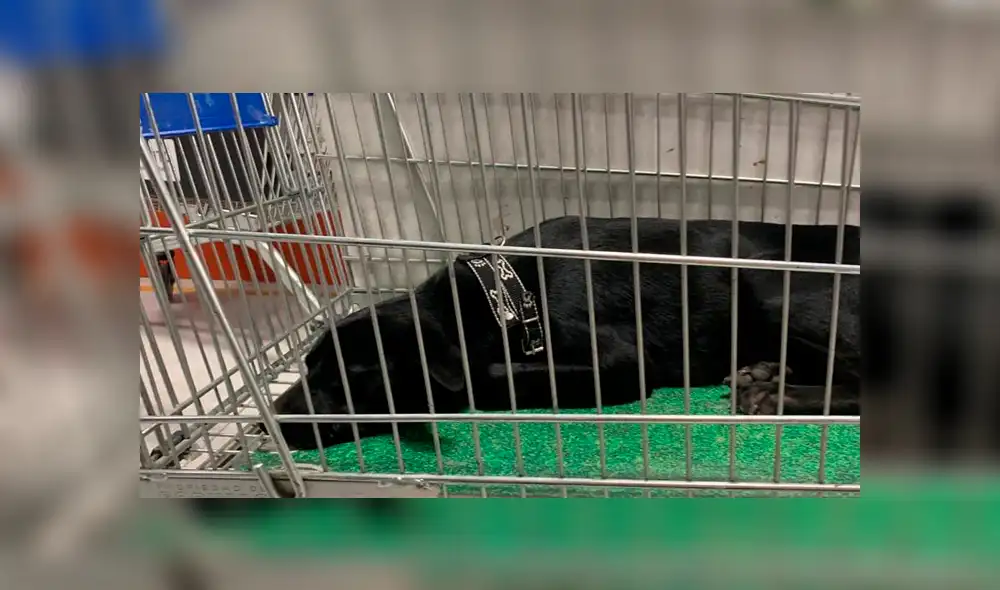 Hallan a perrita dentro de carrito de compras del Open Plaza [VIDEO]