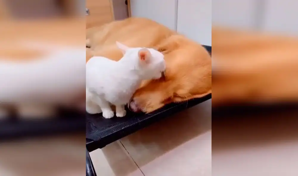 Desliza las imágenes para conocer la verdadera amistad entre un perro y un gato que son inseparables. Foto: Captura de Facebook Desliza las imágenes para conocer la verdadera amistad entre un perro y un gato que son inseparables. Foto: Captura de Facebook