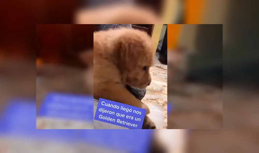 Desliza las imágenes para conocer la verdadera raza de un perro que una familia acogió en su hogar.