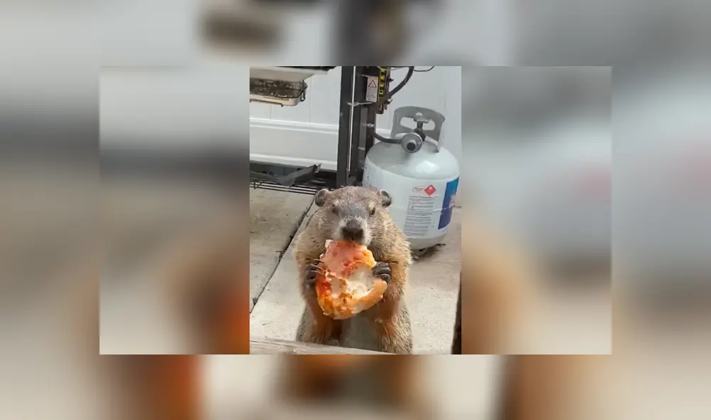 Desliza las imágenes para conocer el singular delito que cometió una marmota tras invadir una casa. Desliza las imágenes para conocer el singular delito que cometió una marmota tras invadir una casa.