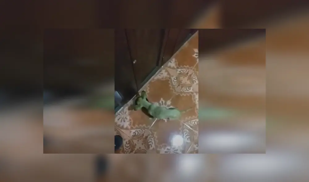 Desliza hacia la izquierda para ver las imágenes del viral de Facebook. Foto: Captura. Desliza hacia la izquierda para ver las imágenes del viral de Facebook. Foto: Captura.