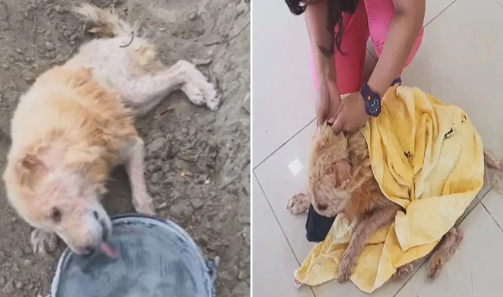 Desliza las imágenes para ver más sobre esta conmovedora historia. Foto: captura de Facebook