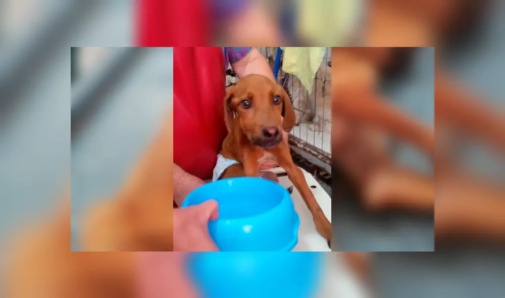 Facebook viral: encuentra perro moribundo en la calle, lo adopta y luego de algunos meses luce así