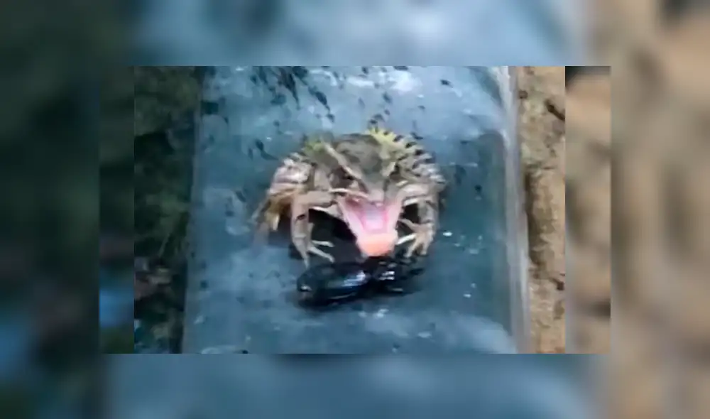 Escarabajo es engullido por feroz rana, sin imaginar que sobreviviría por su sabor repugnante [VIDEO] 