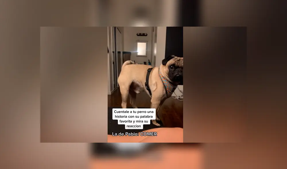 Desliza las imágenes para ver la curiosa reacción de este perrito pug al escuchar la palabra ‘comida’. Foto: Jess Vargas/TikTok