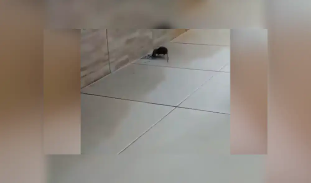 Facebook viral: rata 'trolea' a hombre que intenta atraparla y lo deja en ridículo [VIDEO]