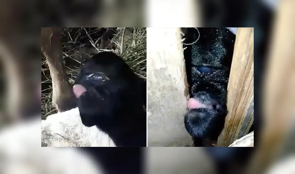 Desliza hacia la izquierda para ver las imágenes del viral de Facebook. Foto: Captura. Desliza hacia la izquierda para ver las imágenes del viral de Facebook. Foto: Captura.