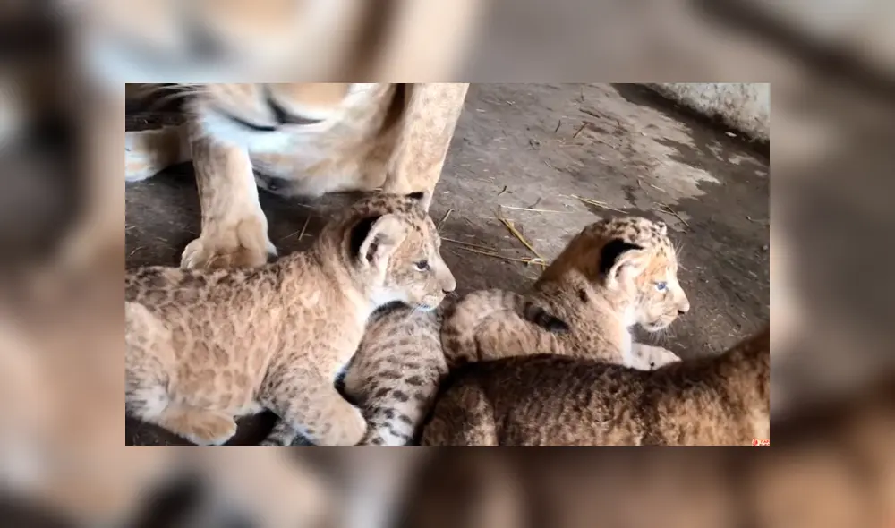 Cuidador de leones ingresa a jaula de familia de felinos, sin imaginar lo que pasaría al acercarse.