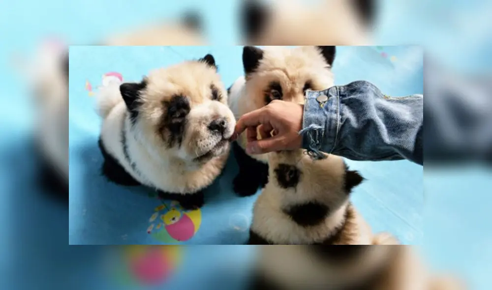 ¿De perros a pandas? Polémica por cafetería que ofrece teñido a mascotas [VIDEO]
