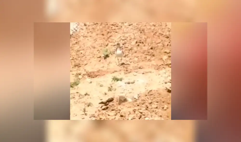 Facebook viral: mamá ave para enorme tractor con su aleteo y evita un trágico final [VIDEO] 