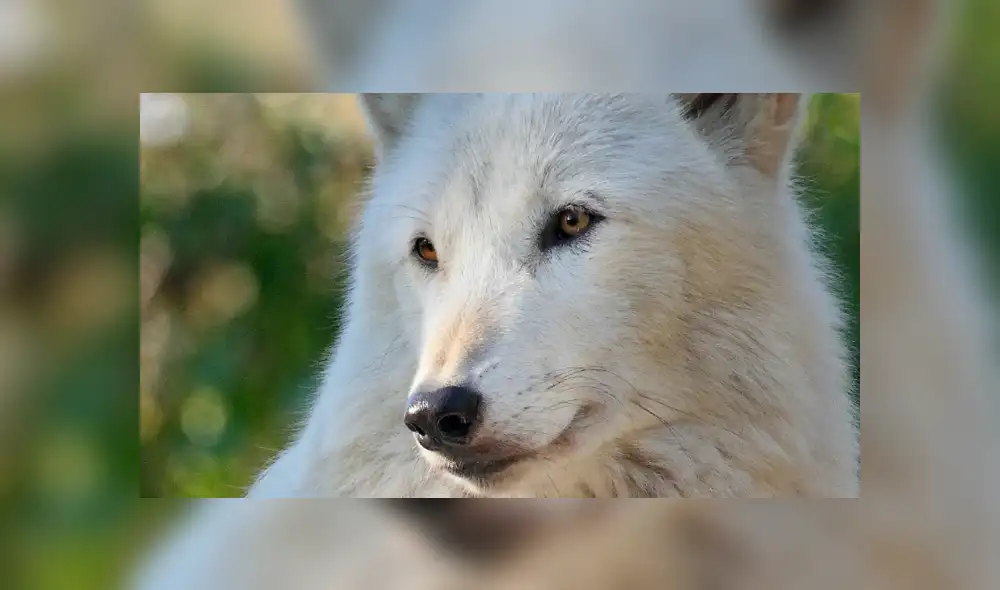 YouTube viral: ni para aullar se levanta esta loba denominada 'la más perezosa del mundo' [VIDEO]