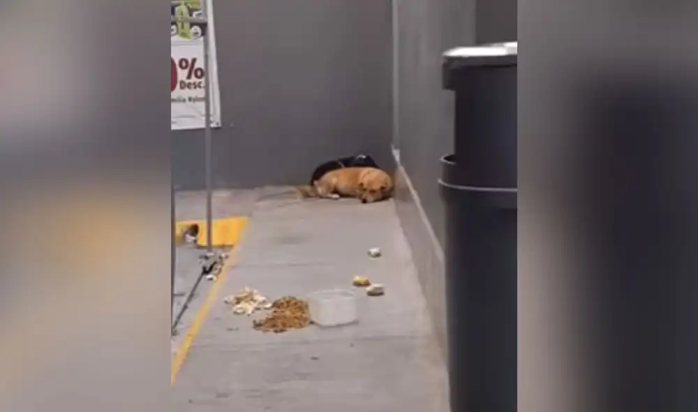 Desliza las imágenes para ver más detalles sobre esta escena que conmovió a miles de usuarios. Foto: captura de Facebook