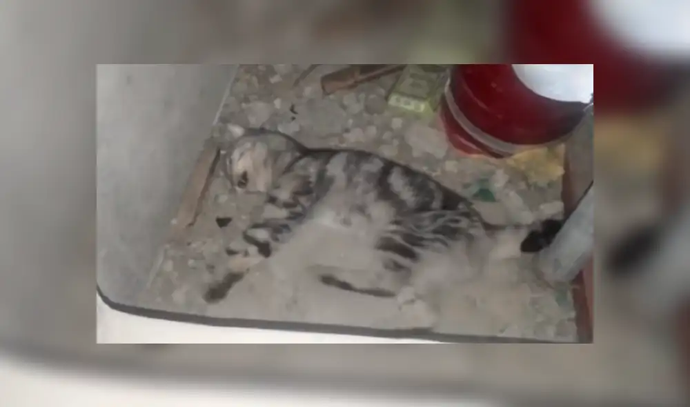 Facebook viral: encuentra a gato moribundo en cementerio abandonado, lo cuida y ahora luce así