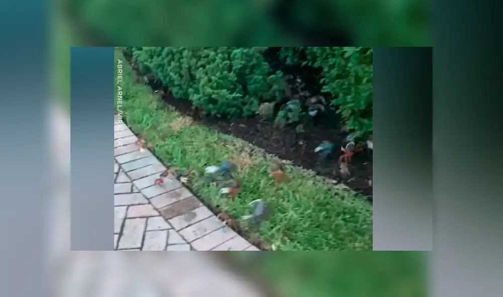 YouTube viral: hombre llega a su casa y encuentra cientos de cangrejos en la calle [VIDEO] 
