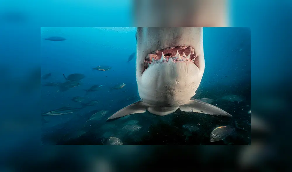 YouTube viral: pez devora por completo a un tiburón y las imágenes son furor en redes [VIDEO]