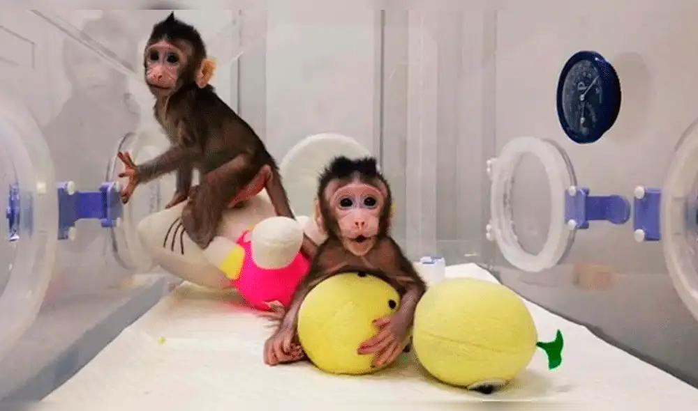 China logró clonar dos monos tras 127 fallidos intentos [VIDEO]