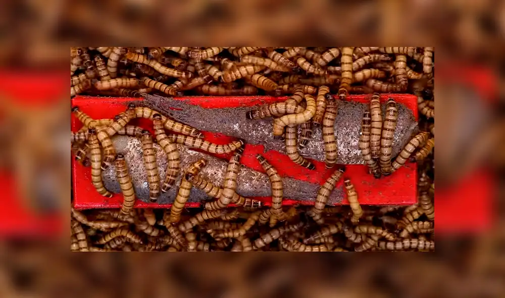 YouTube: Lanzan comida en lata dentro de envase con supergusanos carnívoros y sucede algo inesperado [VIDEO]