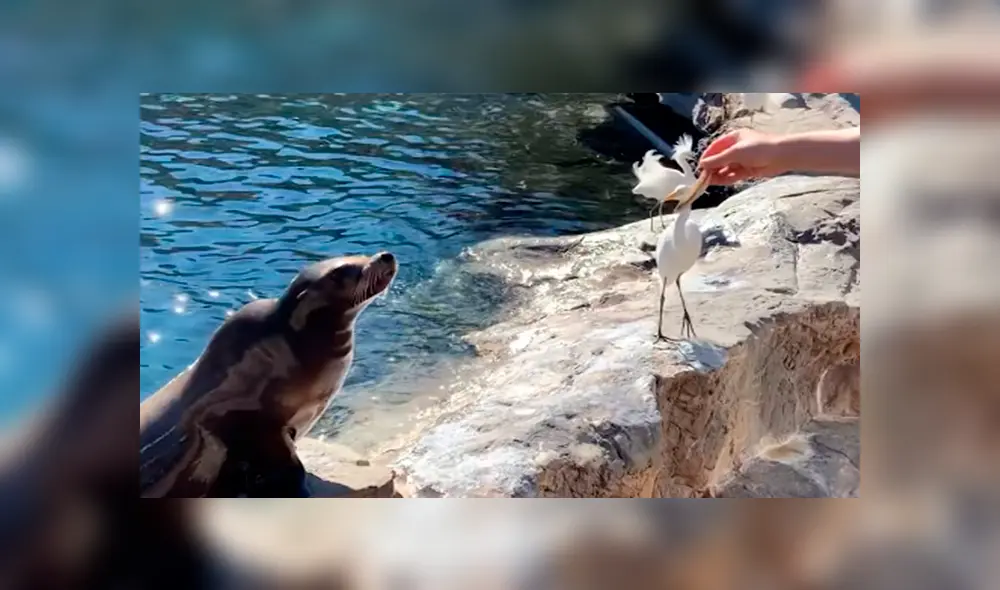 En YouTube, un turista se acercó al recinto de unos lobos marinos y no imaginó que tendría una divertida experiencia. En YouTube, un turista se acercó al recinto de unos lobos marinos y no imaginó que tendría una divertida experiencia.