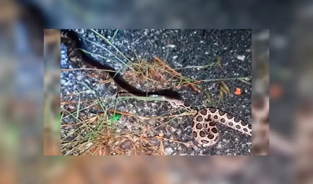 Desliza hacia la izquierda para ver el momento en que el hambriento reptil abre sus mandíbulas para devorar a otro de su misma especie. Escena es viral en YouTube.