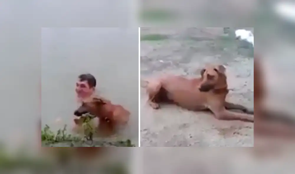 Facebook: perro intenta salvar a su dueño que se estaba ahogando y el método genera burlas [VIDEO]