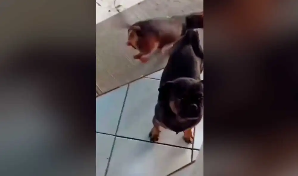 Desliza las imágenes para conocer un poco más de este simpático perro que generó ternura en redes sociales. Foto: captura de TikTok/ Naomi Galván Desliza las imágenes para conocer un poco más de este simpático perro que generó ternura en redes sociales. Foto: captura de TikTok/ Naomi Galván