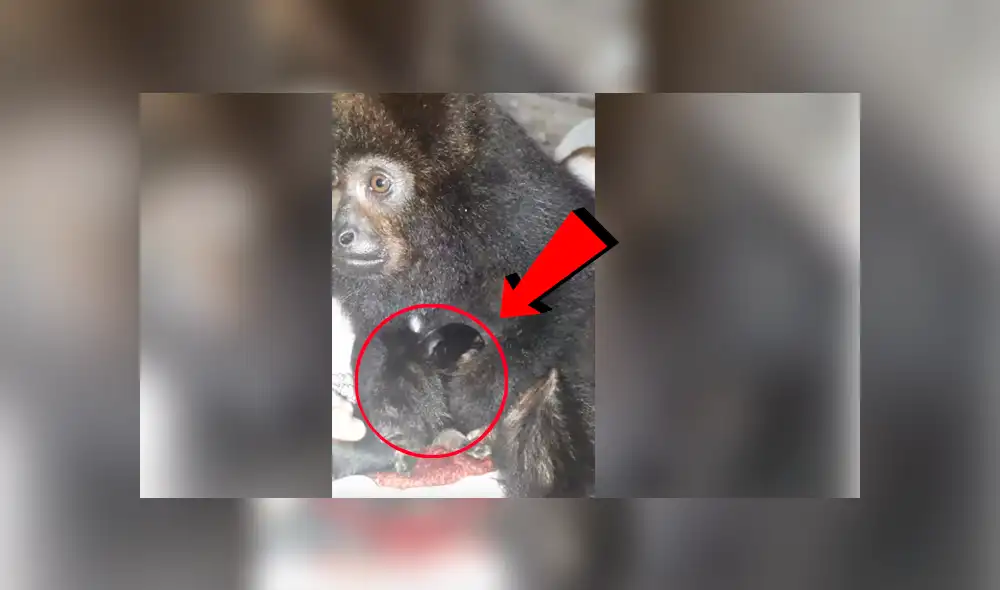 YouTube viral: mono ve a un perro por primera vez y su reacción conmueve a todos [VIDEO]