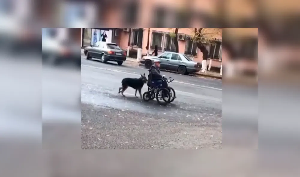 Desliza las imágenes hacia la izquierda para apreciar el noble gesto de un perro cuando salió a pasear con su dueño.