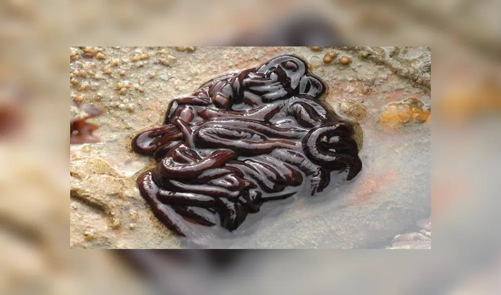 Desliza para ver los detalles de la extraña criatura del video viral de YouTube. Foto: Captura