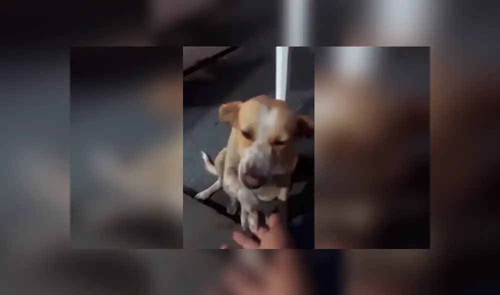 Desliza las imágenes hacia la izquierda para apreciar la conmovedora acción de un perro al recibir ayuda. Desliza las imágenes hacia la izquierda para apreciar la conmovedora acción de un perro al recibir ayuda.