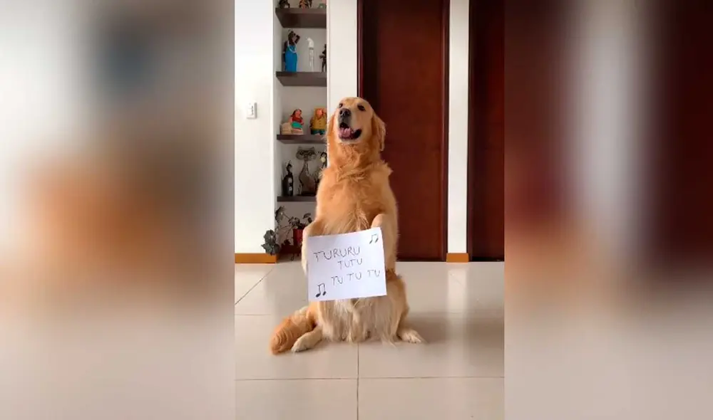Desliza las imágenes para ver el divertido sketch que protagonizó este perro al ritmo del ‘Me miró y la miré ‘ challenge. Foto: Captura de Tiktok/ goldendogthor Desliza las imágenes para ver el divertido sketch que protagonizó este perro al ritmo del ‘Me miró y la miré ‘ challenge. Foto: Captura de Tiktok/ goldendogthor
