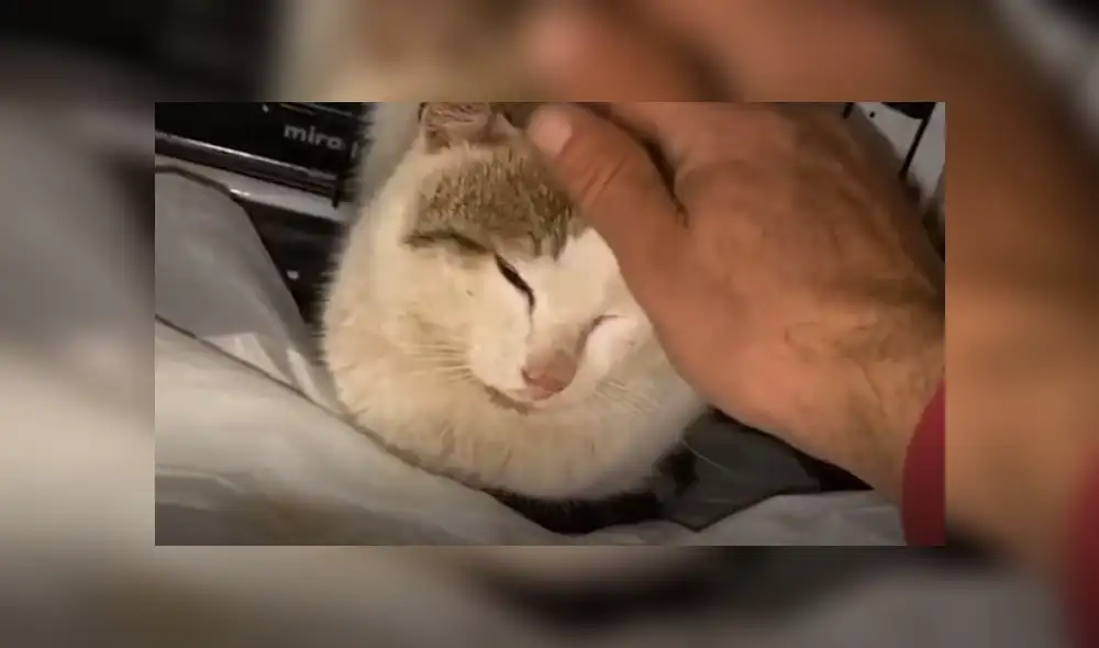 Video es viral en TikTok. El hombre que rescató al gato mostró cómo el animal cambió drásticamente su conducta agresiva al percibir que él no pretendía hacerle daño.