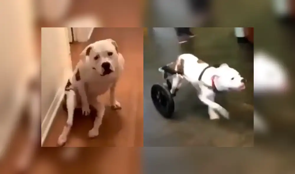 Vía YouTube: esta es la emocionante reacción de un perro parapléjico al recibir una silla de ruedas [VIDEO]