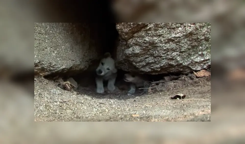 Desliza hacia la izquierda para ver el conmovedor rescate que hizo un grupo de jóvenes a dos pequeños perros callejeros. El video es viral en YouTube.