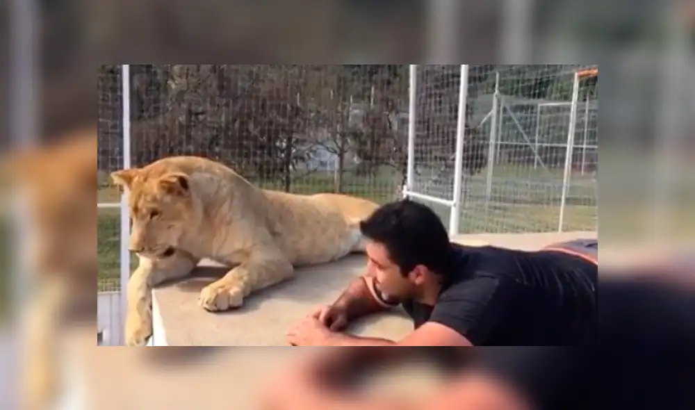 Facebook viral: visitante de zoológico arroja piedra a leona y ella reacciona así [VIDEO]