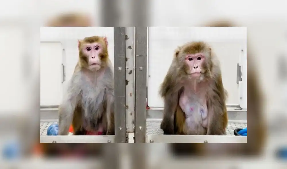 Los macacos rhesus tienen compatibilidad genómica con los humanos en un 97,5%. Foto: referencial /Universidad de Wisconsin. Los macacos rhesus tienen compatibilidad genómica con los humanos en un 97,5%. Foto: referencial /Universidad de Wisconsin.