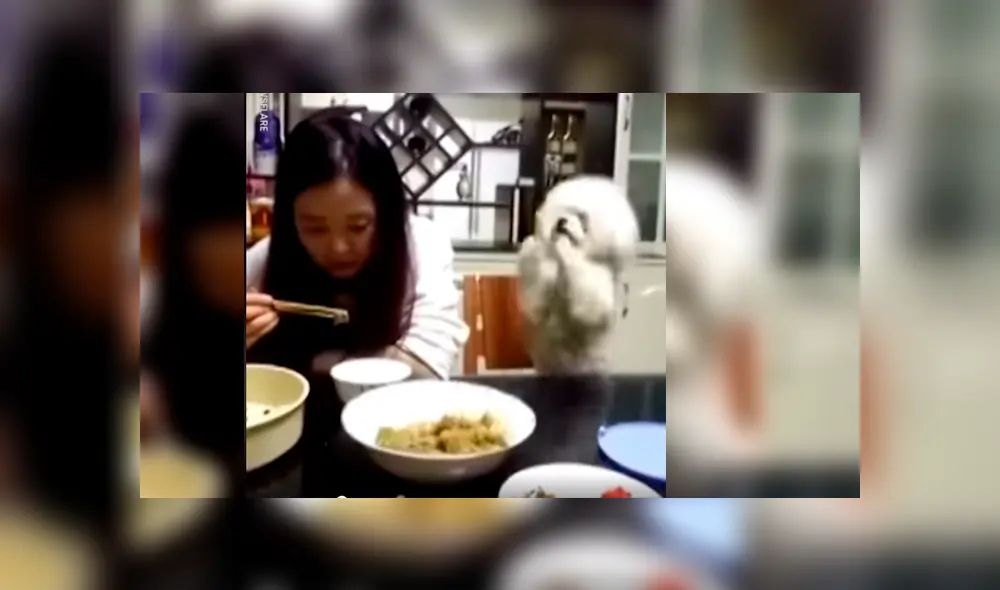 Vía Facebook. Perro poodle protagonizó una hilarante escena luego de ser ignorado por su dueña a quien molestaba insistentemente para que le dé comida Vía Facebook. Perro poodle protagonizó una hilarante escena luego de ser ignorado por su dueña a quien molestaba insistentemente para que le dé comida