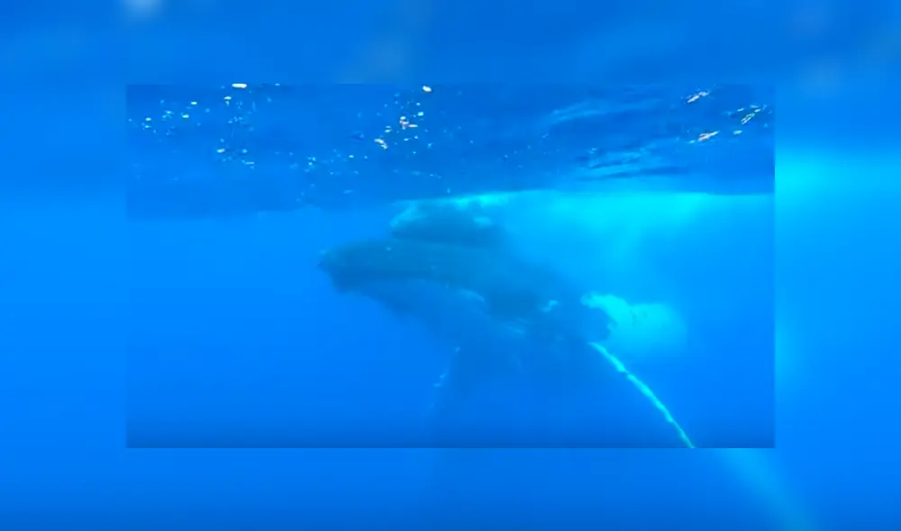 Video es viral en Facebook. Curiosos turistas se acercaron a la mamá ballena, sin imaginar que esta los sorprendería con conmovedora conducta