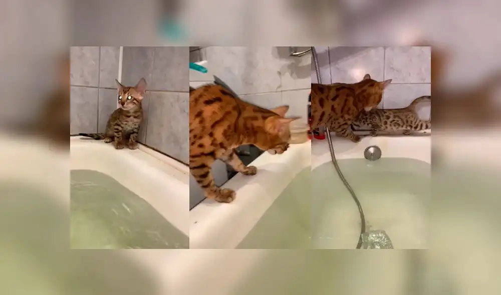 Desliza las imágenes para ver el peculiar 'rescate' que hizo una mamá gata a su pequeño bebé felino. Foto: ViralHog Desliza las imágenes para ver el peculiar 'rescate' que hizo una mamá gata a su pequeño bebé felino. Foto: ViralHog