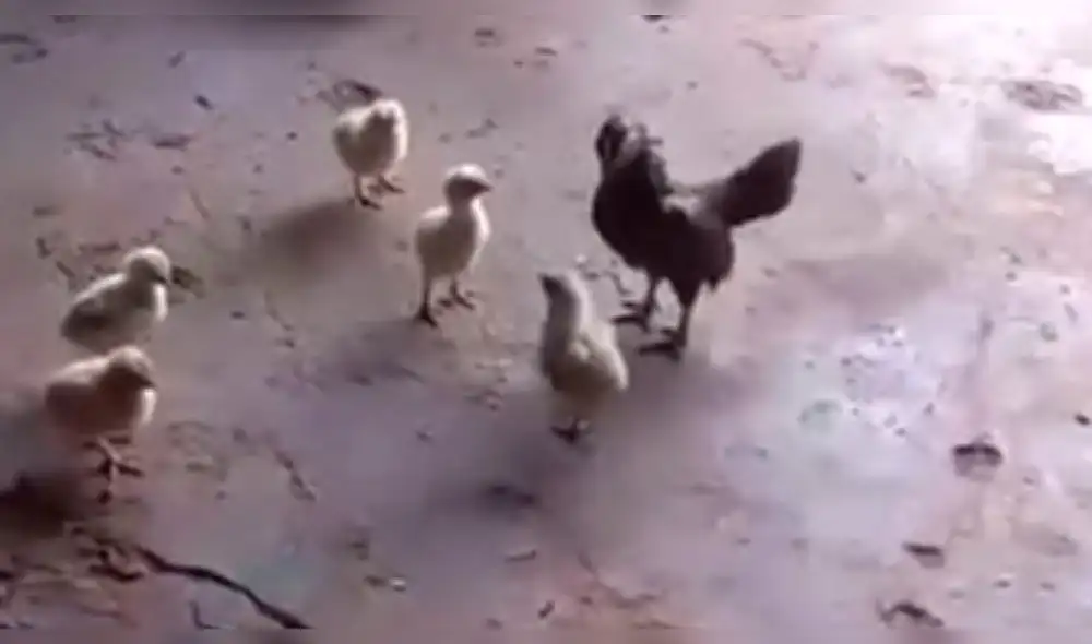 Facebook viral: gallo bravucón recibe fuerte 'golpiza' de estos pollitos [VIDEO]