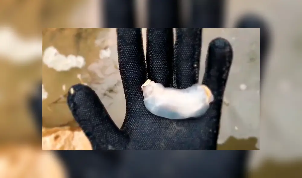 Video es viral en YouTube. Un grupo de científicos diseccionaron a este extraño gusano y lo que encontraron en su interior sorprendió a más de uno. Foto: Captura. Video es viral en YouTube. Un grupo de científicos diseccionaron a este extraño gusano y lo que encontraron en su interior sorprendió a más de uno. Foto: Captura.