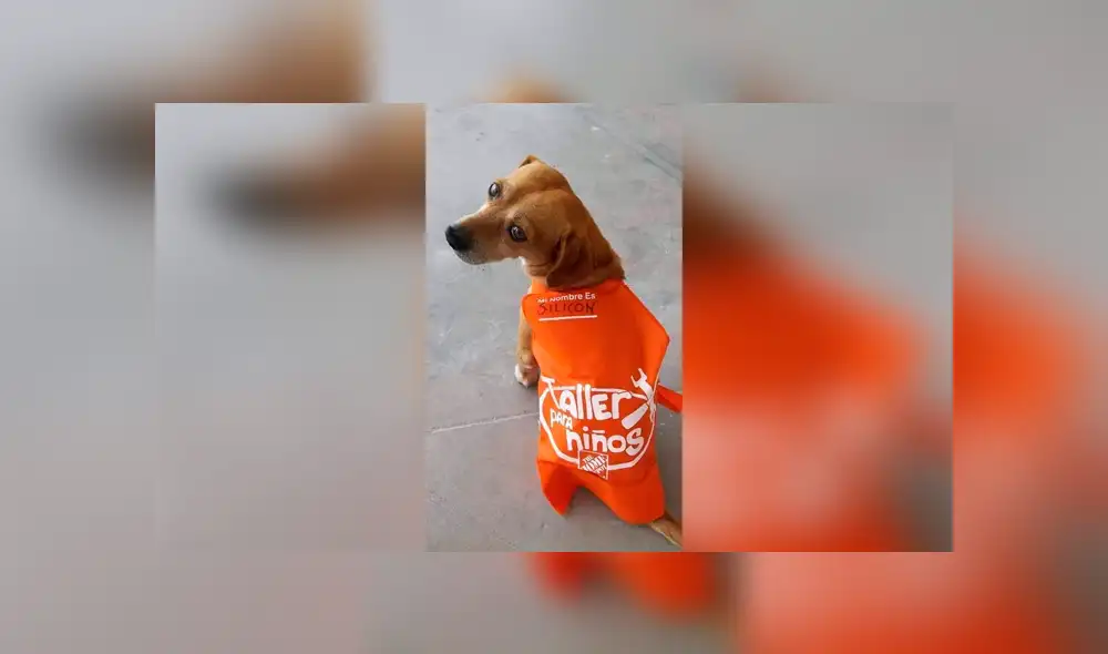 Desliza las imágenes hacia la izquierda para conocer la tierna historia de un perro bautizado como Silicon. Foto: Elemental Oaxaca. Desliza las imágenes hacia la izquierda para conocer la tierna historia de un perro bautizado como Silicon. Foto: Elemental Oaxaca.