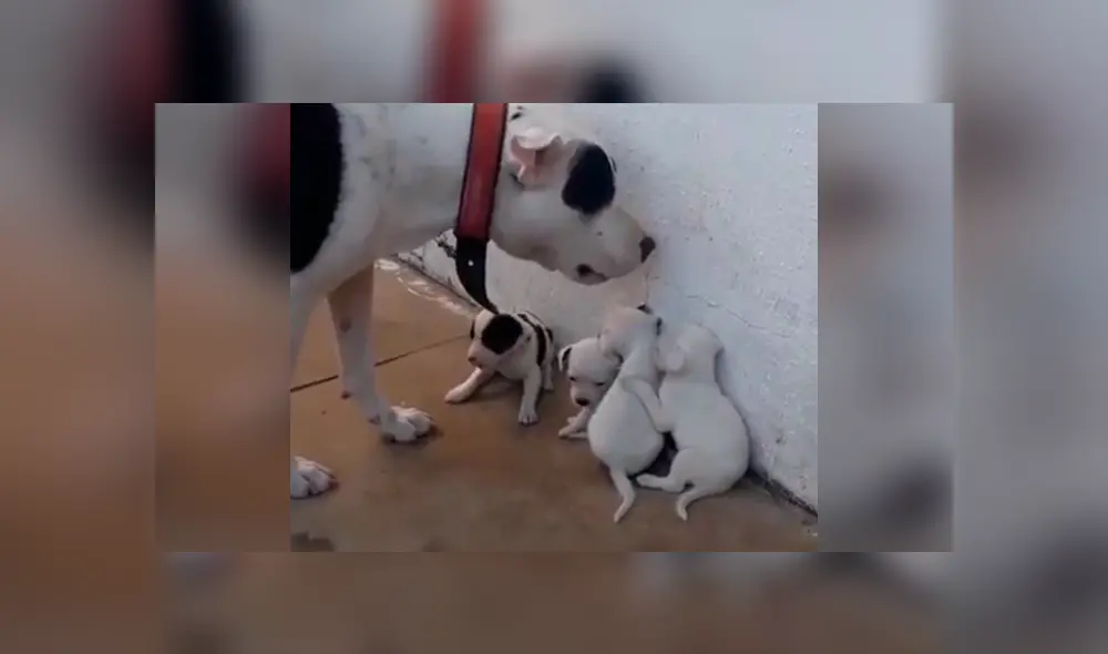 Desliza las imágenes para conocer el comportamiento de unos pequeños perros tras enfadar a su padre. Foto: Captura. Desliza las imágenes para conocer el comportamiento de unos pequeños perros tras enfadar a su padre. Foto: Captura.