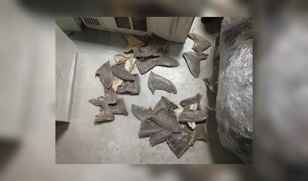 Incautan 2 toneladas de aletas de tiburón en Chimbote