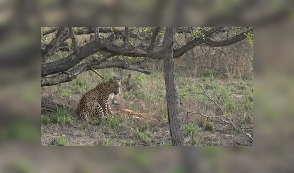 Para ver lo que pasó en el video de YouTube con leopardo y el antílope revisa nuestra galería de fotos deslizando cada imagen hacia la izquierda. Para ver lo que pasó en el video de YouTube con leopardo y el antílope revisa nuestra galería de fotos deslizando cada imagen hacia la izquierda.