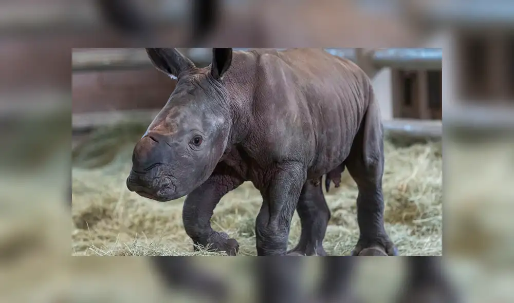 Conoce a Edward, el rinoceronte que puede salvar a una subespecie de la extinción [FOTOS Y VIDEOS]